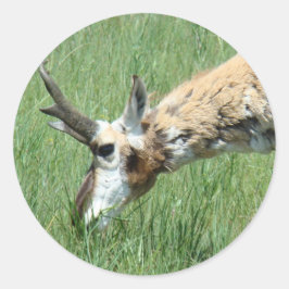 A11 Pronghorn Antelope Grazing Ronde Sticker
