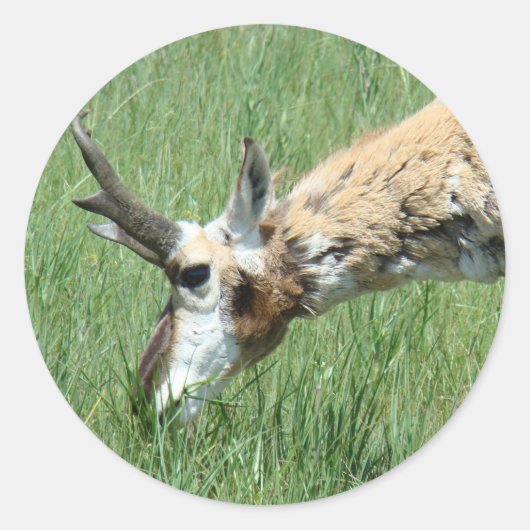 A11 Pronghorn Antelope Grazing Ronde Sticker (Voorkant)
