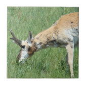 A11 Pronghorn Antelope Grazing Tegeltje (Voorkant)