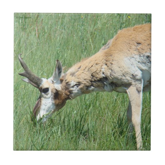 A11 Pronghorn Antelope Grazing Tegeltje (Voorkant)