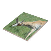 A11 Pronghorn Antelope Grazing Tegeltje (Zijkant)