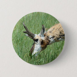 A11 Pronghorn Antelope Ronde Button 5,7 Cm