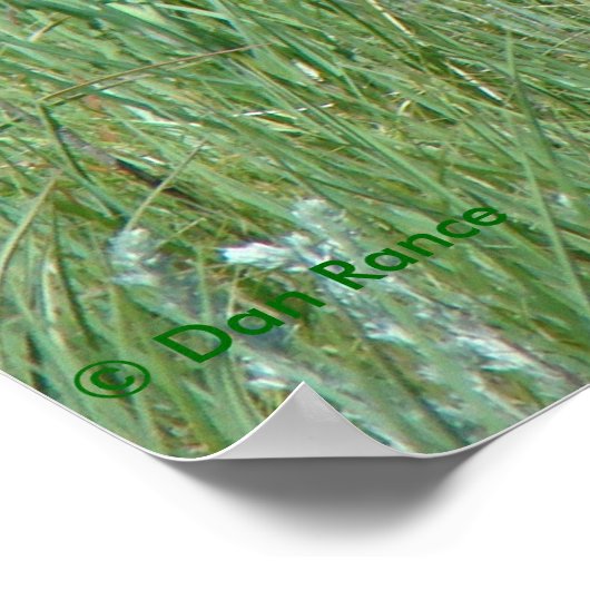 A11 Pronghorn Buck Grazing Poster (Hoek)