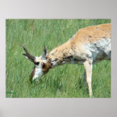 A11 Pronghorn Buck Grazing Poster (Voorkant)