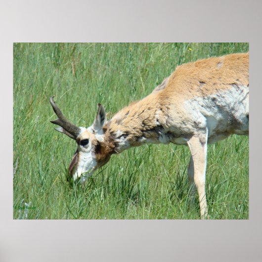 A11 Pronghorn Buck Grazing Poster (Voorkant)