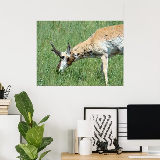 A11 Pronghorn Buck Grazing Poster (Thuiskantoor)