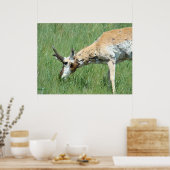A11 Pronghorn Buck Grazing Poster (Keuken)