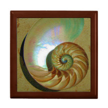A11b Chambered Nautilus Shell Tiled Box