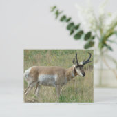 A12 Gaffelbok Hertenbok Briefkaart (Staand voorkant)