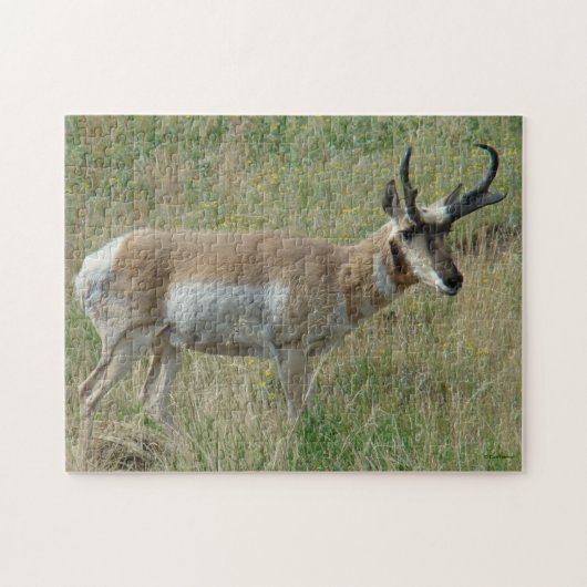 A12 Gaffelbok hertengewei Legpuzzel (Horizontaal)