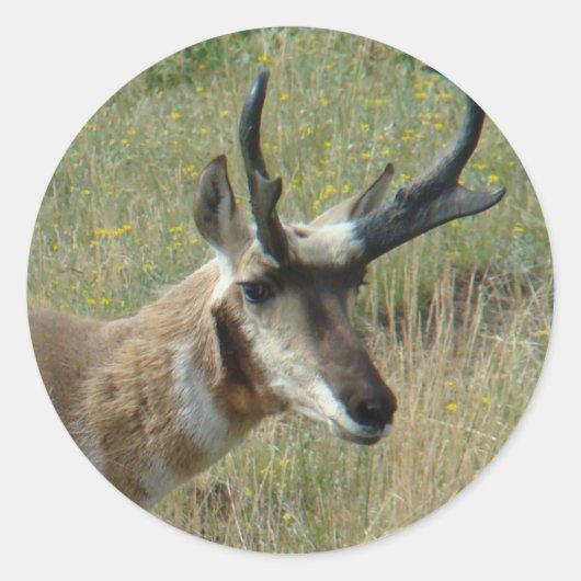 A12 Gaffelbok hertengewei Ronde Sticker (Voorkant)