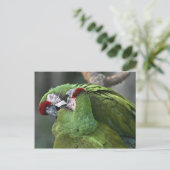 A12 Parrot Couple Briefkaart (Staand voorkant)