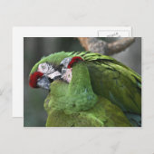 A12 Parrot Couple Briefkaart (Voorkant / Achterkant)