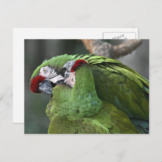 A12 Parrot Couple Briefkaart (Voorkant / Achterkant)