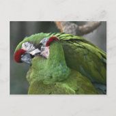 A12 Parrot Couple Briefkaart (Voorkant)