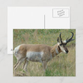 A12 Pronghorn Antelope Buck Briefkaart (Voorkant / Achterkant)