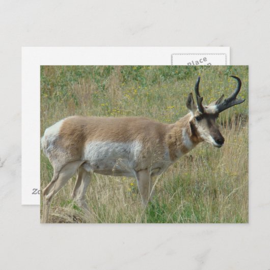 A12 Pronghorn Antelope Buck Briefkaart (Voorkant / Achterkant)