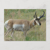 A12 Pronghorn Antelope Buck Briefkaart (Voorkant)