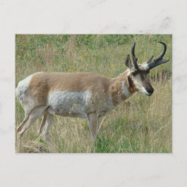 A12 Pronghorn Antelope Buck Briefkaart