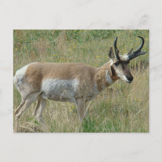 A12 Pronghorn Antelope Buck Briefkaart (Voorkant)