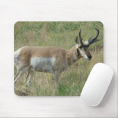 A12 Pronghorn Antelope Buck Muismat (Met muis)