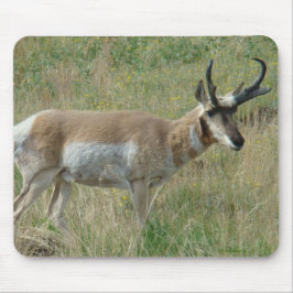 A12 Pronghorn Antelope Buck Muismat