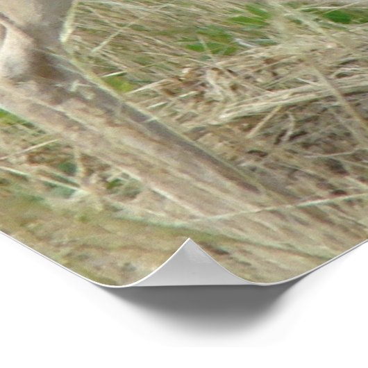 A12 Pronghorn Antelope Buck Poster (Hoek)