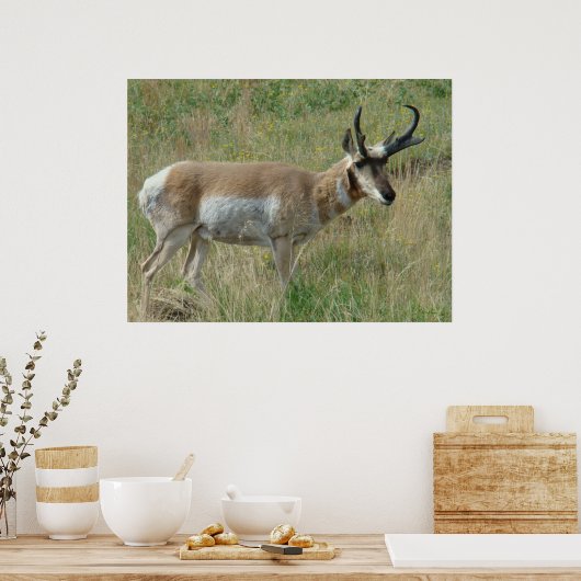 A12 Pronghorn Antelope Buck Poster (Keuken)