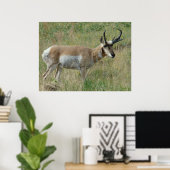 A12 Pronghorn Antelope Buck Poster (Thuiskantoor)