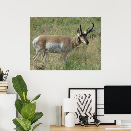 A12 Pronghorn Antelope Buck Poster (Thuiskantoor)