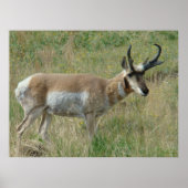 A12 Pronghorn Antelope Buck Poster (Voorkant)