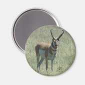 A13 Gaffelantilope Grote Bok Magneet (Voorkant / Achterkant)