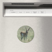 A13 Gaffelantilope Grote Bok Magneet (Insitu (Vaatwasser))