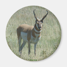 A13 Gaffelantilope Grote Bok Magneet