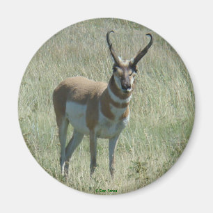 A13 Gaffelantilope Grote Bok Magneet