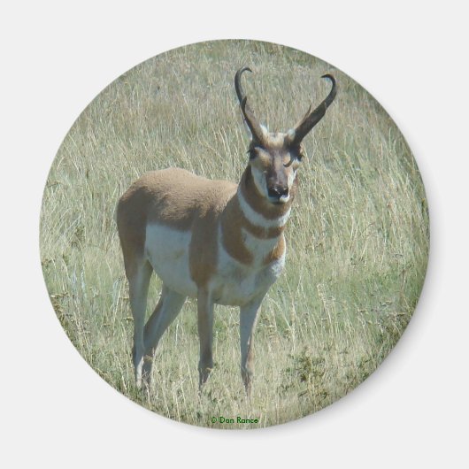 A13 Gaffelantilope Grote Bok Magneet (Voorkant)