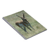 A13 Gaffelantilope mannetje Notitieboek (Rechterzijde)