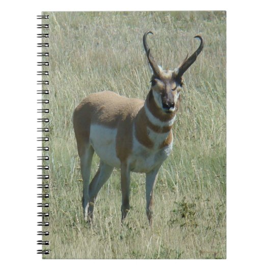 A13 Gaffelantilope mannetje Notitieboek (Voorkant)