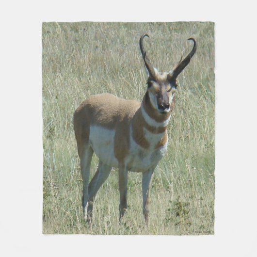 A13 Gaffelbok-antilope mannetje Fleece Deken (Voorkant)