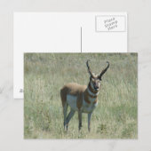 A13 Gaffelbok-antilope-reu Briefkaart (Voorkant / Achterkant)