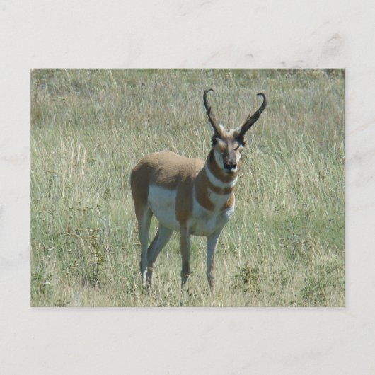 A13 Gaffelbok-antilope-reu Briefkaart (Voorkant)