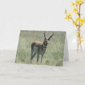 A13 Gaffelbok-antilope-reu Kaart (Gele Bloem)