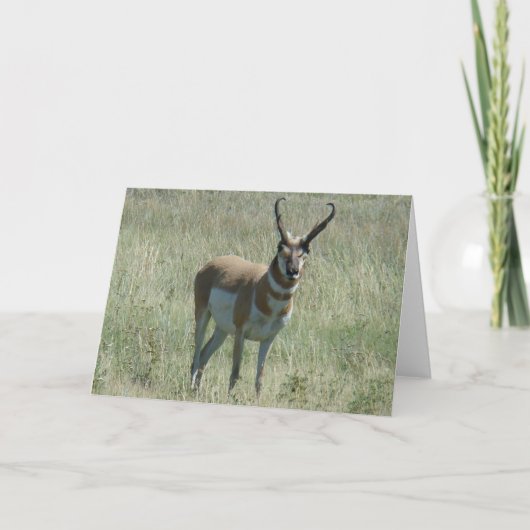 A13 Gaffelbok-antilope-reu Kaart (Voorkant)