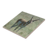 A13 Gaffelbok hertengewei Tegeltje (Zijkant)