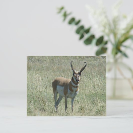 A13 Pronghorn Antelope Buck Briefkaart (Staand voorkant)