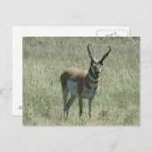 A13 Pronghorn Antelope Buck Briefkaart (Voorkant / Achterkant)
