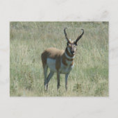 A13 Pronghorn Antelope Buck Briefkaart (Voorkant)
