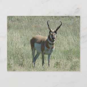 A13 Pronghorn Antelope Buck Briefkaart