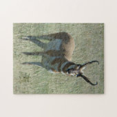 A13 Pronghorn Antelope Buck Legpuzzel (Horizontaal)