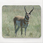 A13 Pronghorn Antelope Buck Muismat (Voorkant)